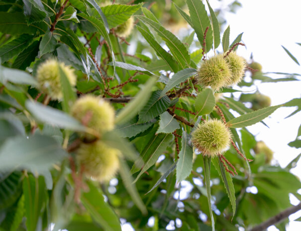 Il Castagno - B&B e Appartamenti Vasto02847