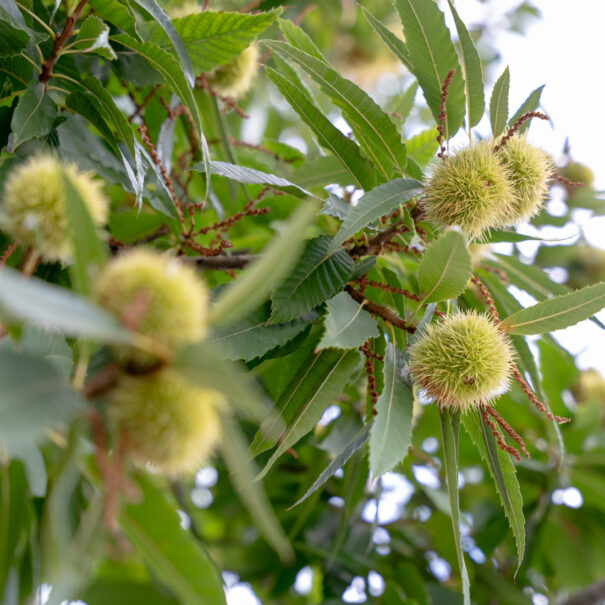 Il Castagno - B&B e Appartamenti Vasto02847