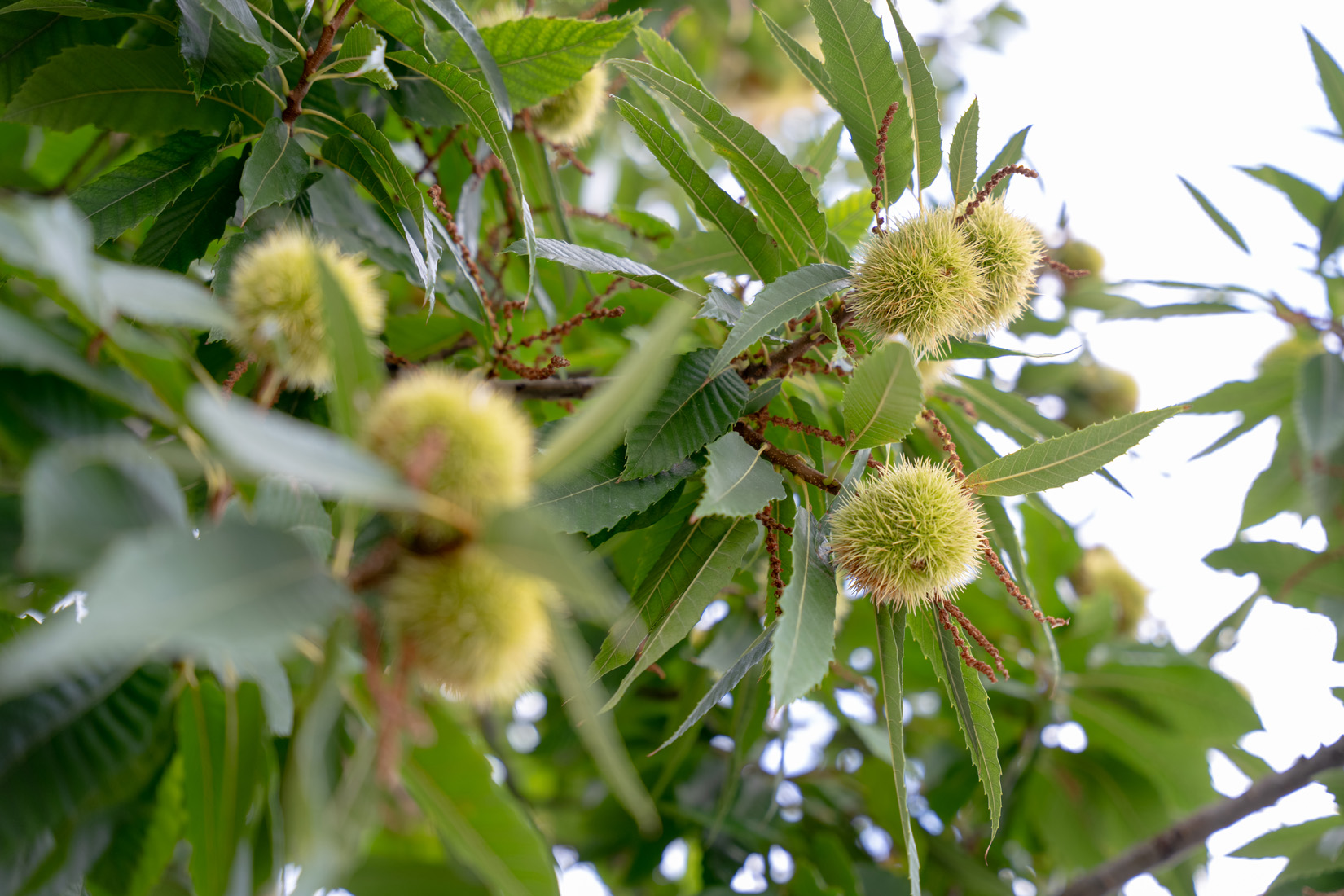 Il Castagno - B&B e Appartamenti Vasto02847