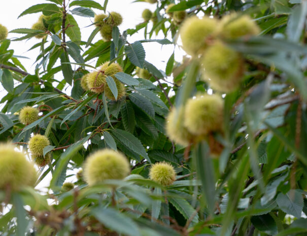 Il Castagno - B&B e Appartamenti Vasto03016